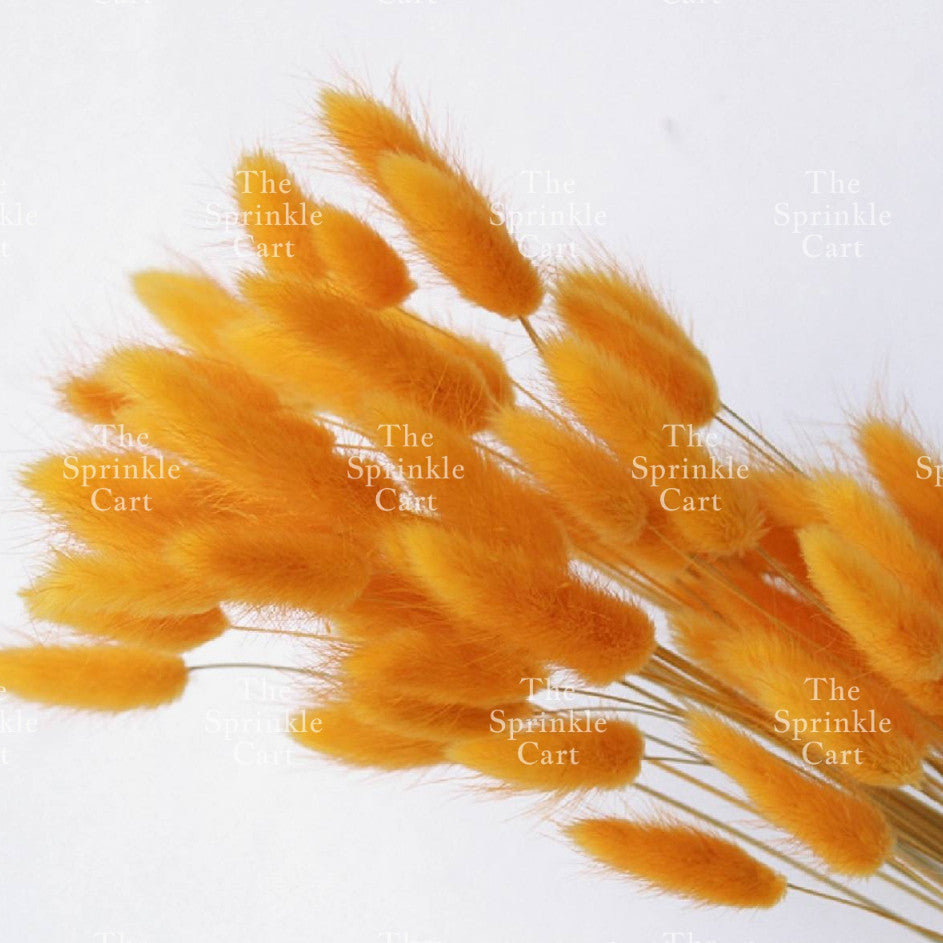 Natural Dried Bunny Tails Flower Bunch Reed Grass Dried Palm Leaf Wedding Decoration Artificial TSC