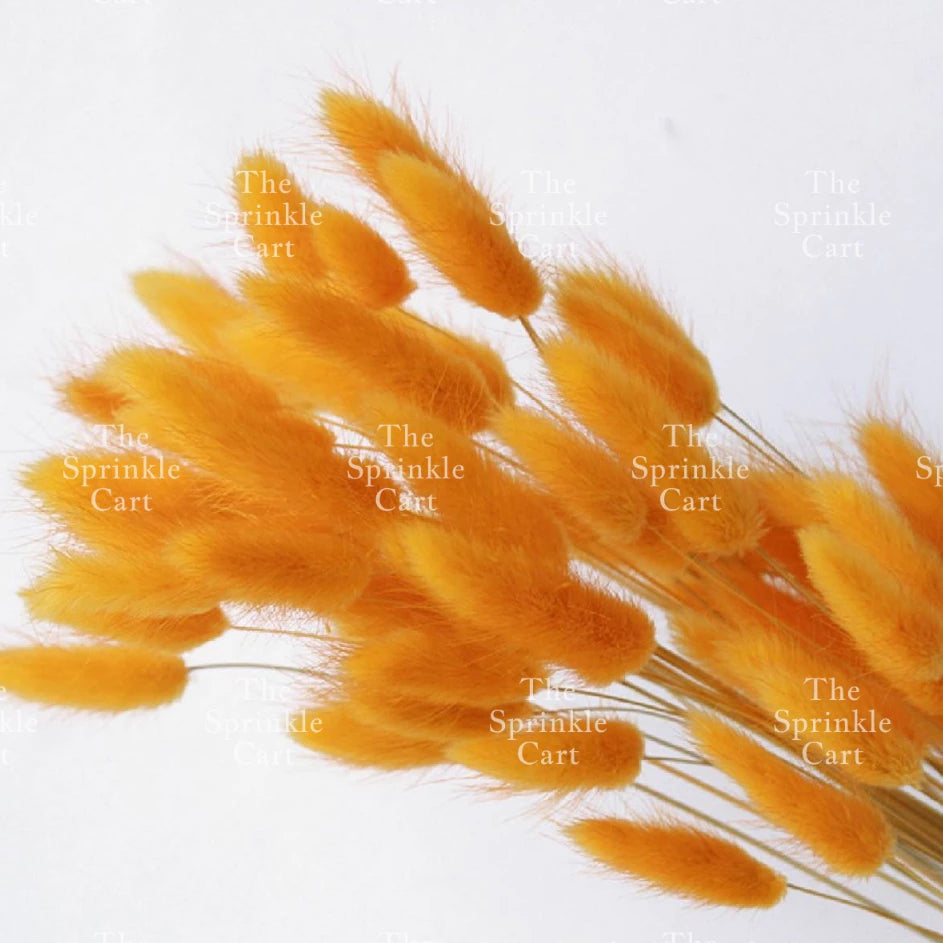 Natural Dried Bunny Tails Flower Bunch Reed Grass Dried Palm Leaf Wedding Decoration Artificial TSC