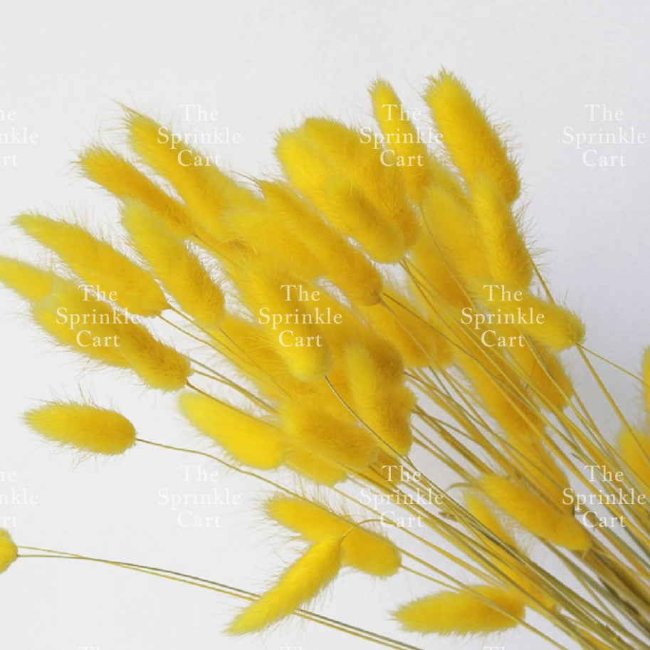 Natural Dried Bunny Tails Flower Bunch Reed Grass Dried Palm Leaf Wedding Decoration Artificial TSC