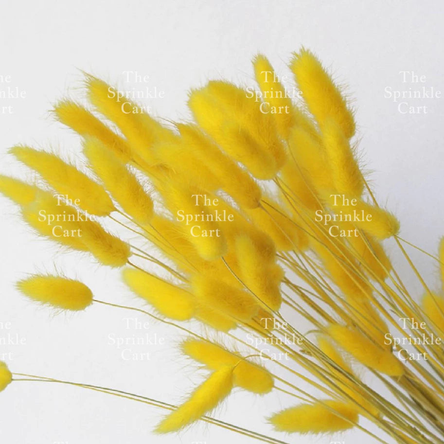 Natural Dried Bunny Tails Flower Bunch Reed Grass Dried Palm Leaf Wedding Decoration Artificial TSC