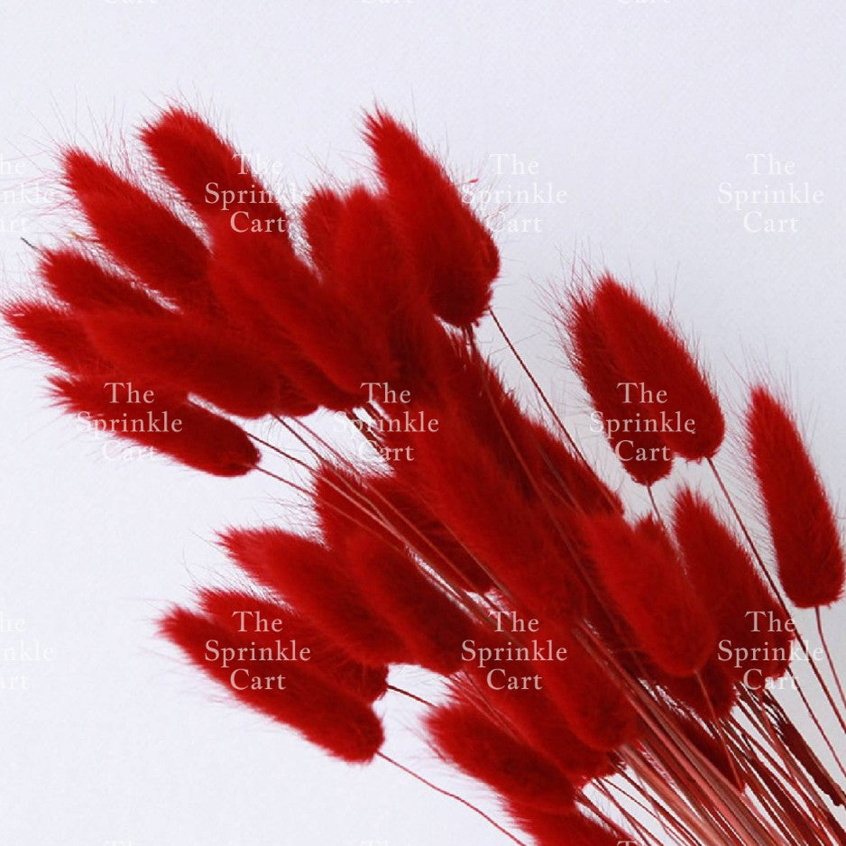 Natural Dried Bunny Tails Flower Bunch Reed Grass Dried Palm Leaf Wedding Decoration Artificial TSC