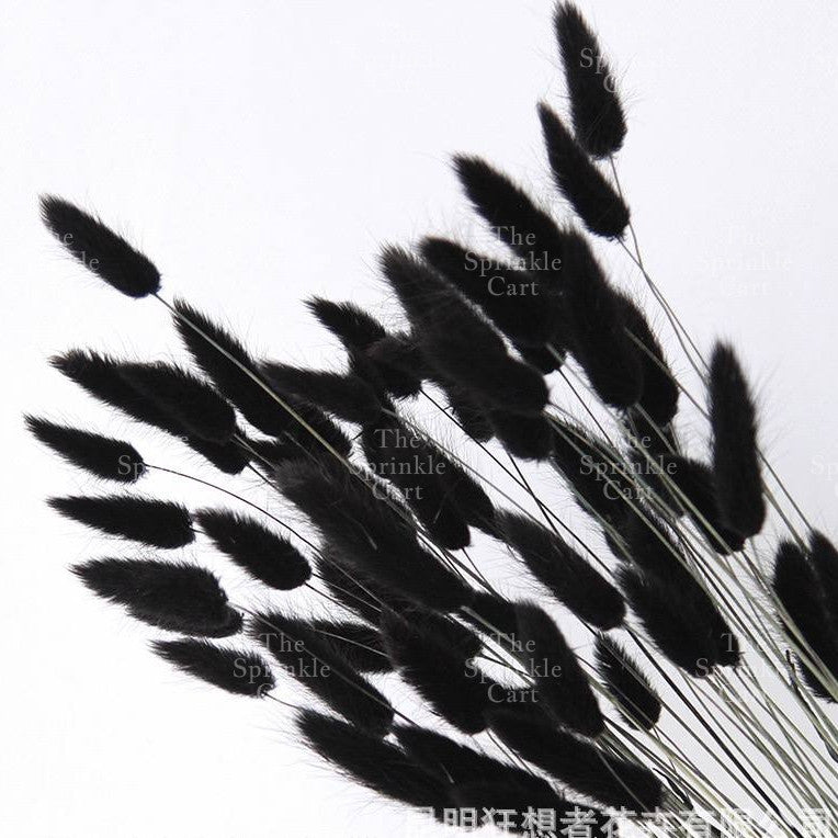 Natural Dried Bunny Tails Flower Bunch Reed Grass Dried Palm Leaf Wedding Decoration Artificial TSC