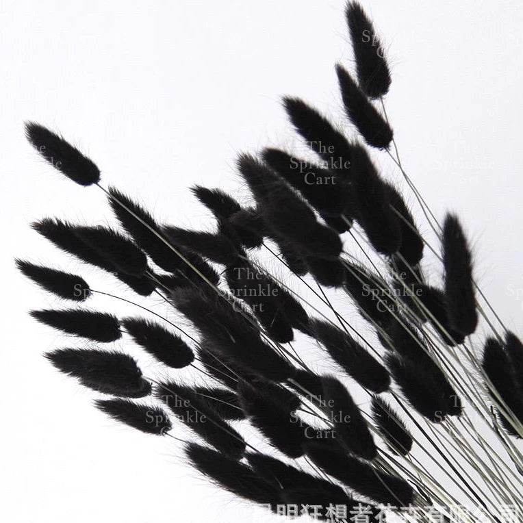Natural Dried Bunny Tails Flower Bunch Reed Grass Dried Palm Leaf Wedding Decoration Artificial TSC