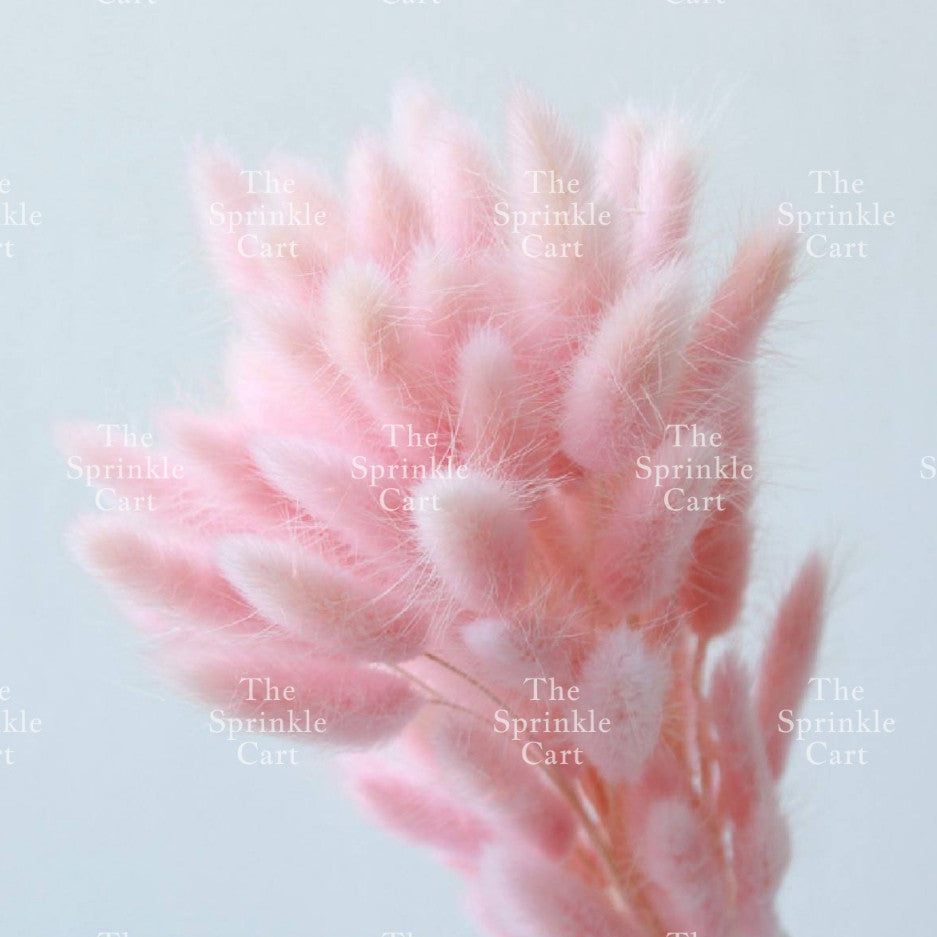 Natural Dried Bunny Tails Flower Bunch Reed Grass Dried Palm Leaf Wedding Decoration Artificial TSC