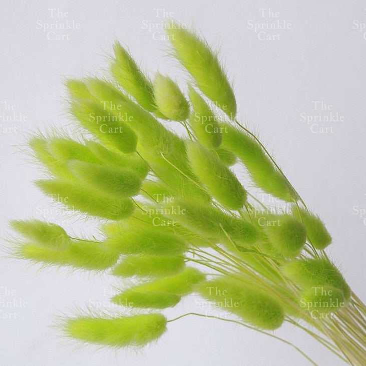 Natural Dried Bunny Tails Flower Bunch Reed Grass Dried Palm Leaf Wedding Decoration Artificial TSC