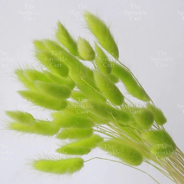 Natural Dried Bunny Tails Flower Bunch Reed Grass Dried Palm Leaf Wedding Decoration Artificial TSC