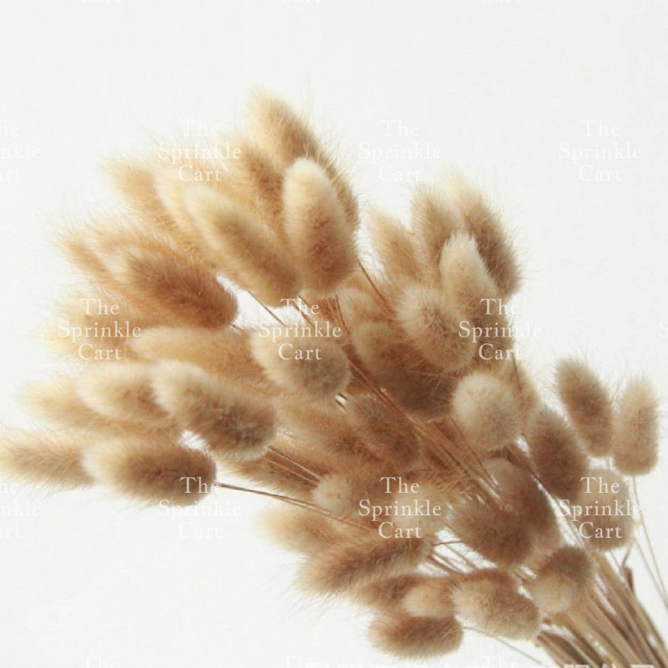 Natural Dried Bunny Tails Flower Bunch Reed Grass Dried Palm Leaf Wedding Decoration Artificial TSC