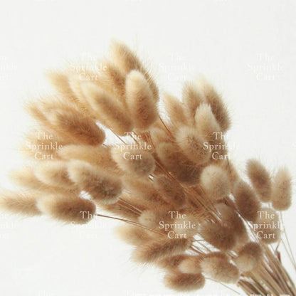 Natural Dried Bunny Tails Flower Bunch Reed Grass Dried Palm Leaf Wedding Decoration Artificial TSC