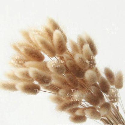 Natural Dried Bunny Tails Flower Bunch Reed Grass Dried Palm Leaf Wedding Decoration Artificial TSC