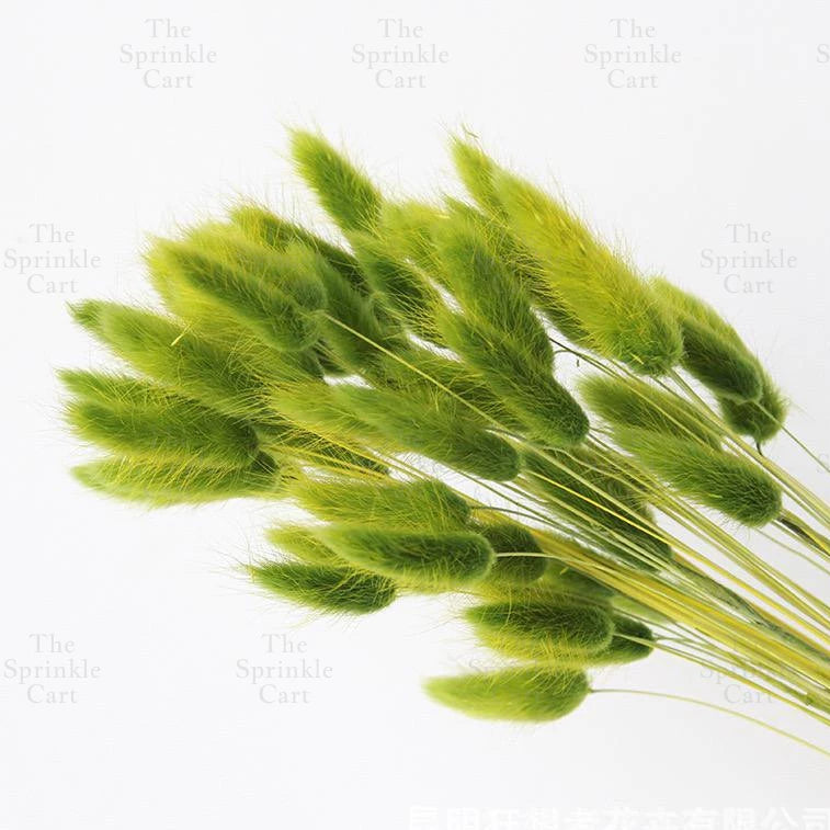 Natural Dried Bunny Tails Flower Bunch Reed Grass Dried Palm Leaf Wedding Decoration Artificial TSC
