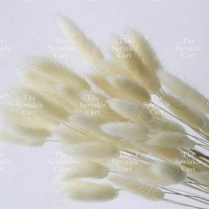 Natural Dried Bunny Tails Flower Bunch Reed Grass Dried Palm Leaf Wedding Decoration Artificial TSC