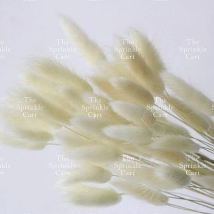 Natural Dried Bunny Tails Flower Bunch Reed Grass Dried Palm Leaf Wedding Decoration Artificial TSC