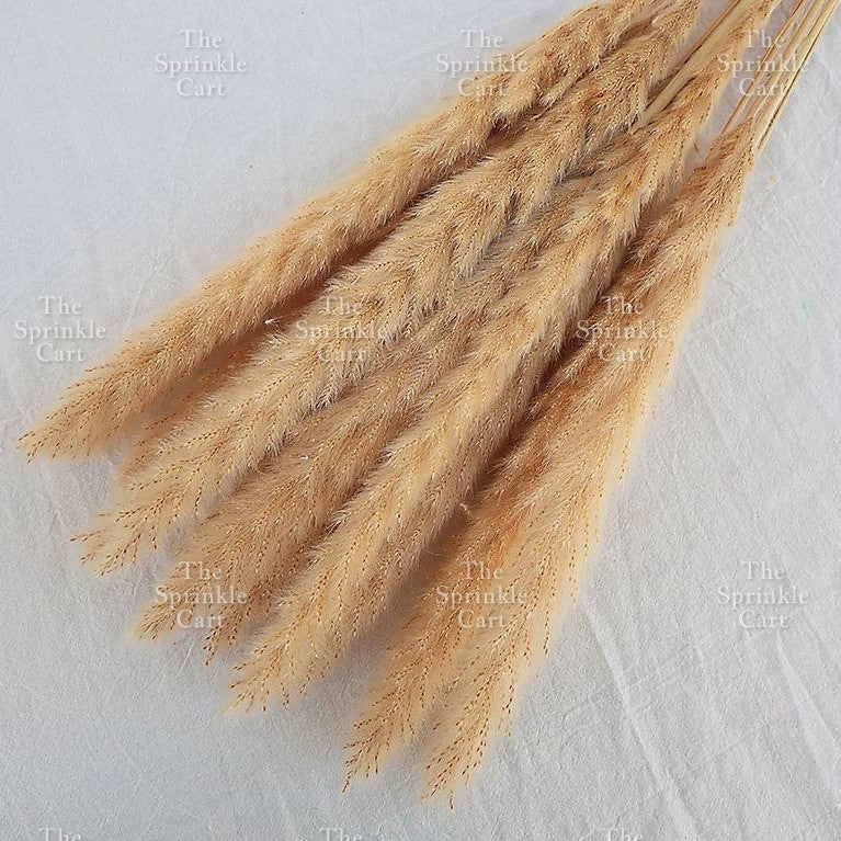 Natural Dried Grass Wheat Reed Kirin Pampas Millet for DIY Decoration TSC
