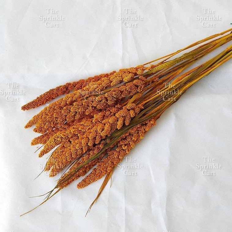 Natural Dried Grass Wheat Reed Kirin Pampas Millet for DIY Decoration TSC