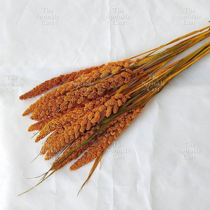 Natural Dried Grass Wheat Reed Kirin Pampas Millet for DIY Decoration TSC