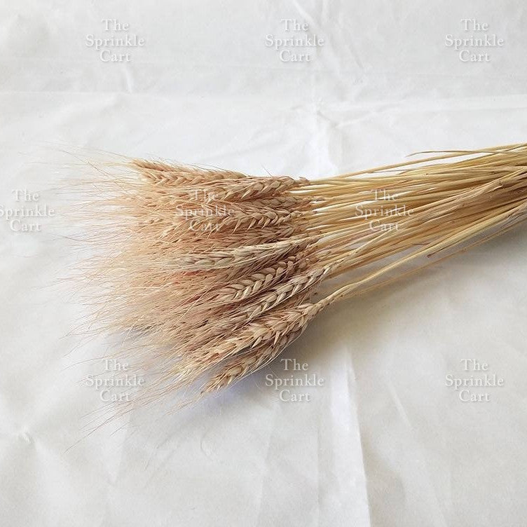 Natural Dried Grass Wheat Reed Kirin Pampas Millet for DIY Decoration TSC