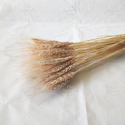 Natural Dried Grass Wheat Reed Kirin Pampas Millet for DIY Decoration TSC