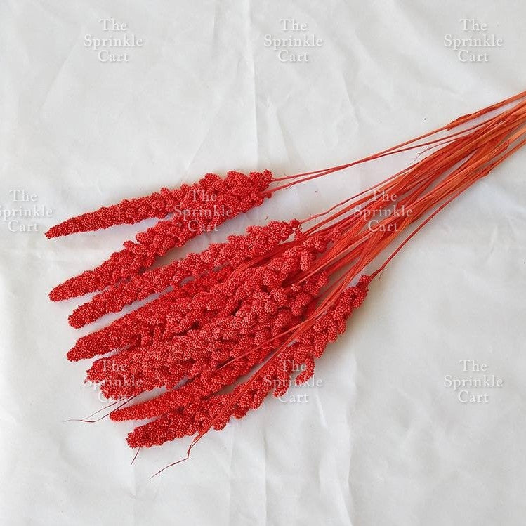 Natural Dried Grass Wheat Reed Kirin Pampas Millet for DIY Decoration TSC