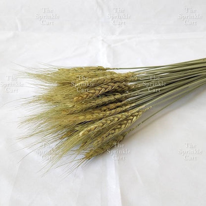 Natural Dried Grass Wheat Reed Kirin Pampas Millet for DIY Decoration TSC