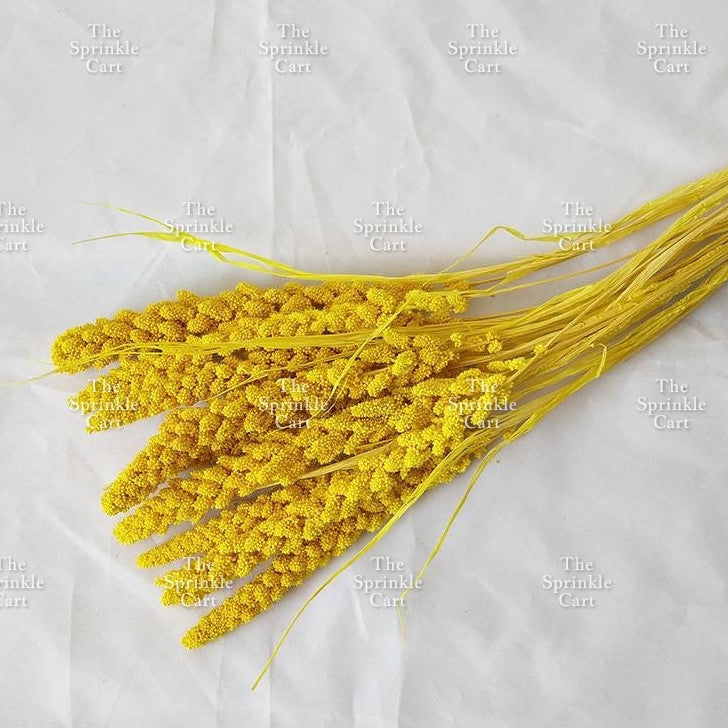 Natural Dried Grass Wheat Reed Kirin Pampas Millet for DIY Decoration TSC
