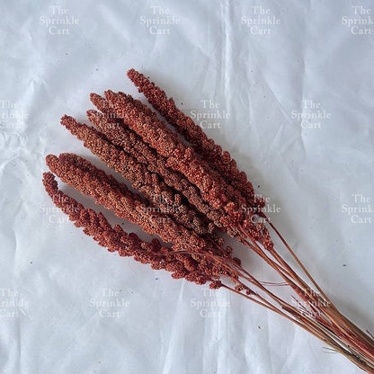 Natural Dried Grass Wheat Reed Kirin Pampas Millet for DIY Decoration TSC