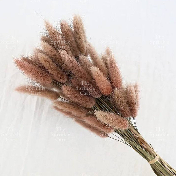 Natural Dried Bunny Tails Flower Bunch Reed Grass Dried Palm Leaf Wedding Decoration Artificial TSC