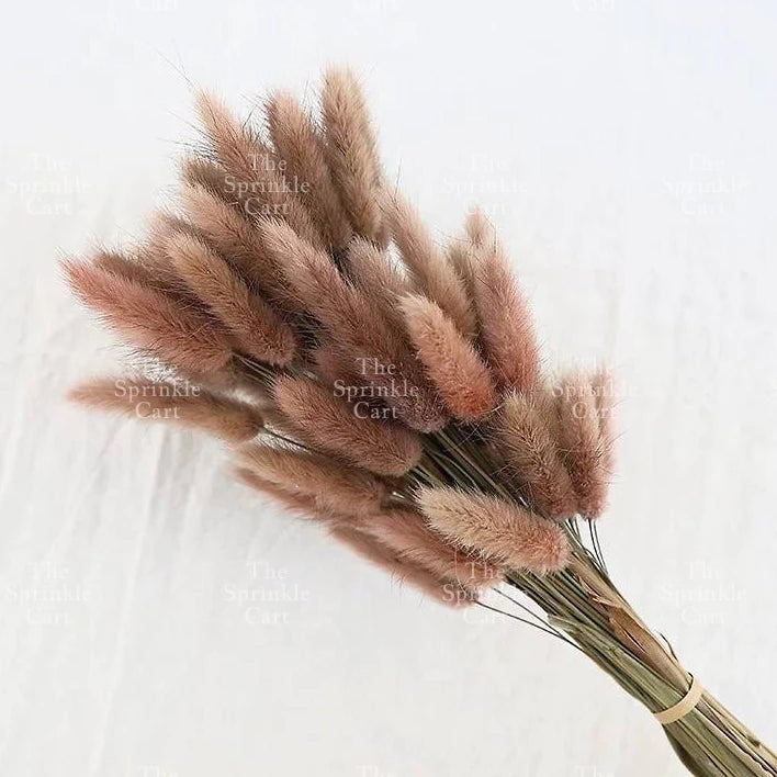 Natural Dried Bunny Tails Flower Bunch Reed Grass Dried Palm Leaf Wedding Decoration Artificial TSC