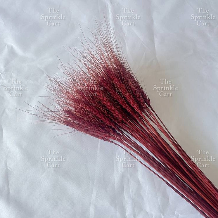 Natural Dried Grass Wheat Reed Kirin Pampas Millet for DIY Decoration TSC