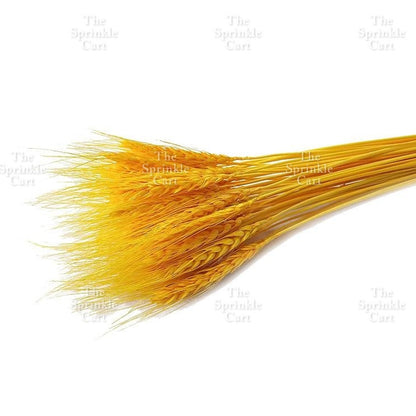 Natural Dried Grass Wheat Reed Kirin Pampas Millet for DIY Decoration TSC