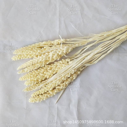 Natural Dried Grass Wheat Reed Kirin Pampas Millet for DIY Decoration TSC
