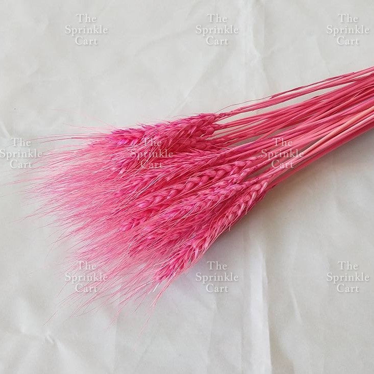 Natural Dried Grass Wheat Reed Kirin Pampas Millet for DIY Decoration TSC
