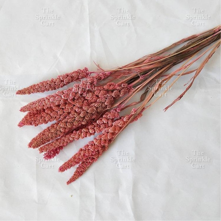 Natural Dried Grass Wheat Reed Kirin Pampas Millet for DIY Decoration TSC