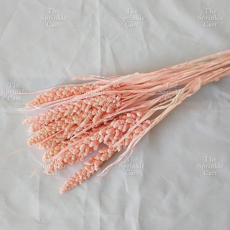 Natural Dried Grass Wheat Reed Kirin Pampas Millet for DIY Decoration TSC