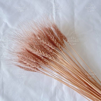 Natural Dried Grass Wheat Reed Kirin Pampas Millet for DIY Decoration TSC