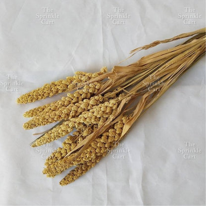 Natural Dried Grass Wheat Reed Kirin Pampas Millet for DIY Decoration TSC