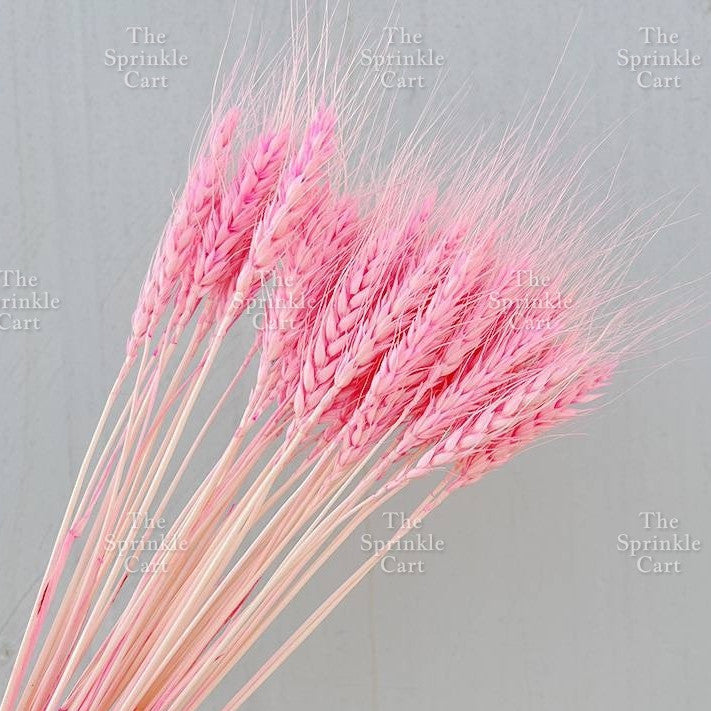Natural Dried Grass Wheat Reed Kirin Pampas Millet for DIY Decoration TSC
