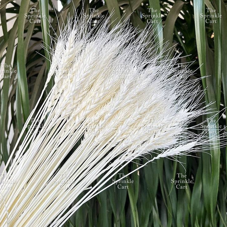 Natural Dried Grass Wheat Reed Kirin Pampas Millet for DIY Decoration TSC