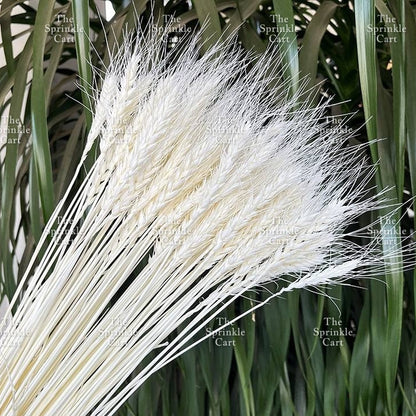 Natural Dried Grass Wheat Reed Kirin Pampas Millet for DIY Decoration TSC