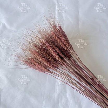 Natural Dried Grass Wheat Reed Kirin Pampas Millet for DIY Decoration TSC