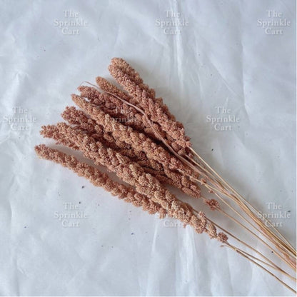 Natural Dried Grass Wheat Reed Kirin Pampas Millet for DIY Decoration TSC