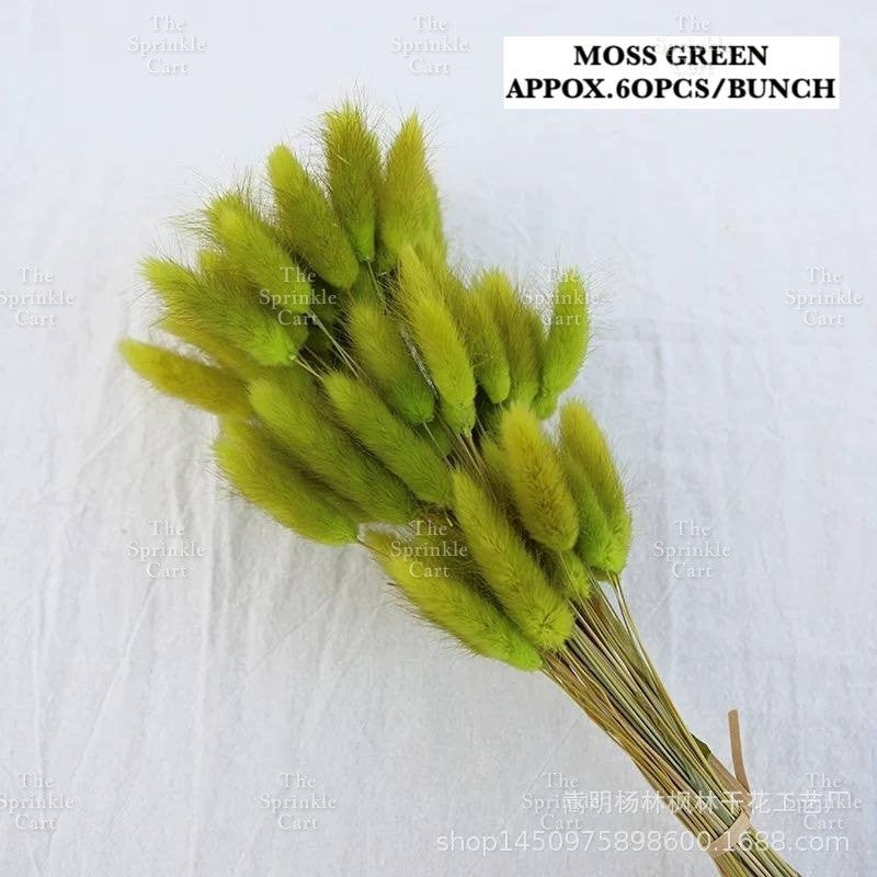 Natural Dried Bunny Tails Flower Bunch Reed Grass Dried Palm Leaf Wedding Decoration Artificial TSC